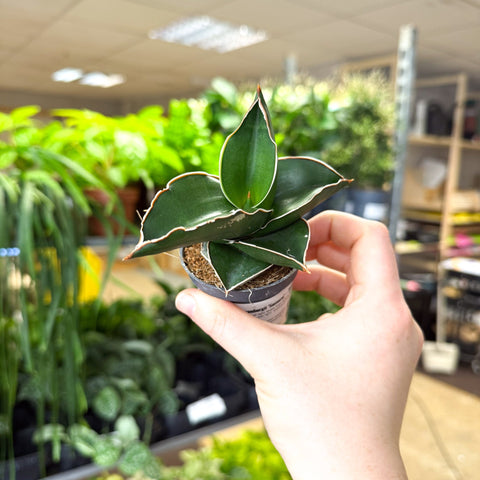 Sansevieria ehrenbergii ‘Samurai’ – Samurai Snake Plant - Sprouts of Bristol