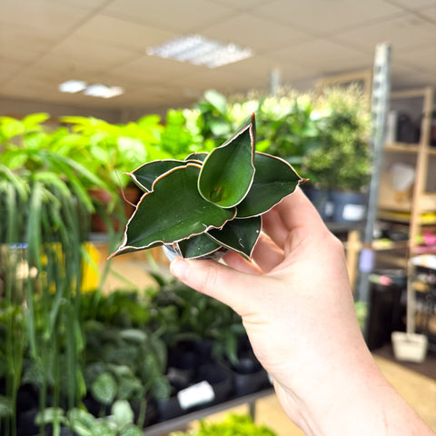 snake plant samurai Sansevieria ehrenbergii 'Samurai' – Samurai Snake Plant – Sprouts of Bristol