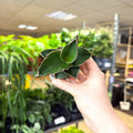 Sansevieria ehrenbergii ‘Samurai’ – Samurai Snake Plant - Sprouts of Bristol