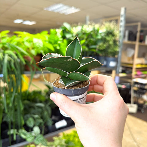Sansevieria ehrenbergii ‘Samurai’ – Samurai Snake Plant - Sprouts of Bristol