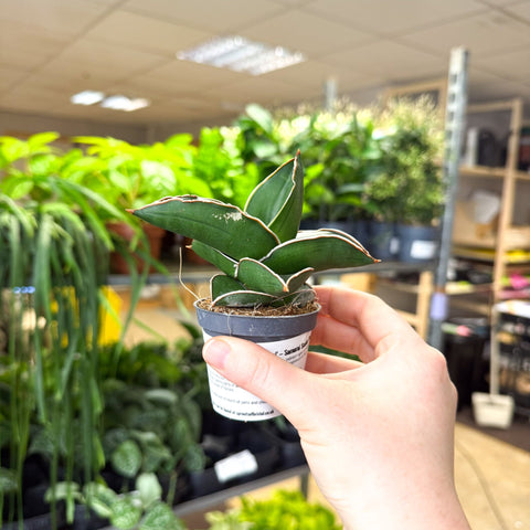 Sansevieria ehrenbergii ‘Samurai’ – Samurai Snake Plant - Sprouts of Bristol