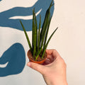 Sansevieria ‘Fernwood Mikado’ – Snake Plant - Sprouts of Bristol