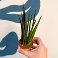 Sansevieria ‘Fernwood Mikado’ – Snake Plant - Sprouts of Bristol