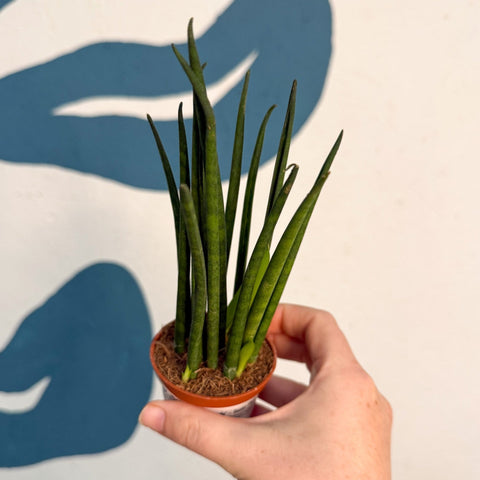 Sansevieria ‘Fernwood Mikado’ – Snake Plant - Sprouts of Bristol