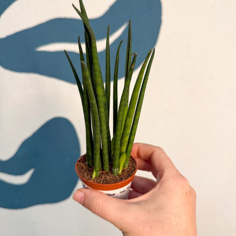 Sansevieria ‘Fernwood Mikado’ – Snake Plant - Sprouts of Bristol