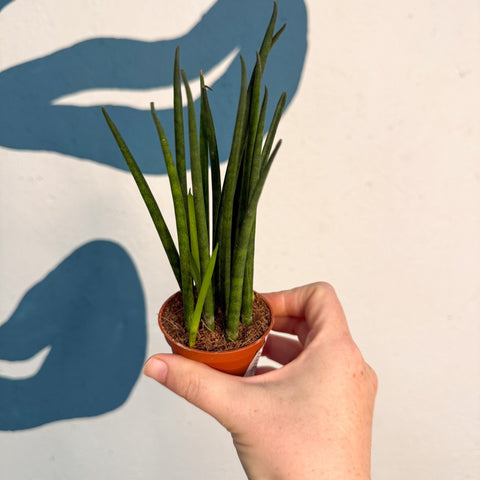 Sansevieria ‘Fernwood Mikado’ – Snake Plant - Sprouts of Bristol