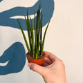Sansevieria ‘Fernwood Mikado’ – Snake Plant - Sprouts of Bristol