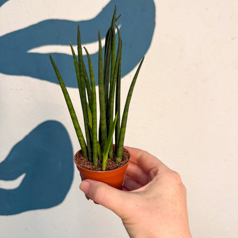 Sansevieria ‘Fernwood Mikado’ – Snake Plant - Sprouts of Bristol