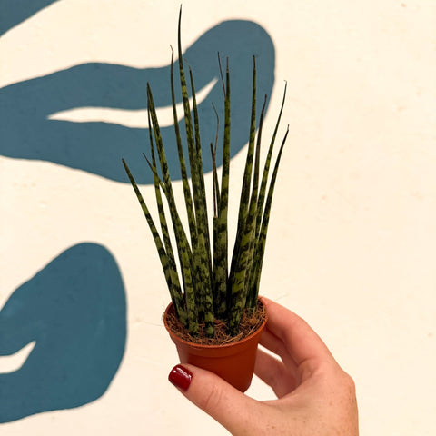 Sansevieria ‘Fernwood Mikado’ – Snake Plant - Sprouts of Bristol