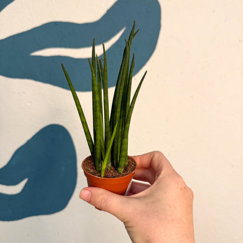 Sansevieria ‘Fernwood Mikado’ – Snake Plant - Sprouts of Bristol