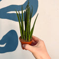 Sansevieria ‘Fernwood Mikado’ – Snake Plant - Sprouts of Bristol