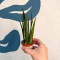 Sansevieria ‘Fernwood Mikado’ – Snake Plant - Sprouts of Bristol