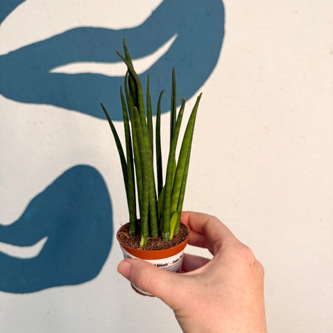 Sansevieria ‘Fernwood Mikado’ – Snake Plant - Sprouts of Bristol