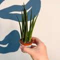 Sansevieria ‘Fernwood Mikado’ – Snake Plant - Sprouts of Bristol