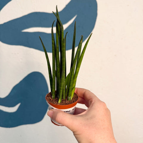 Sansevieria ‘Fernwood Mikado’ – Snake Plant - Sprouts of Bristol