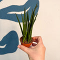 Sansevieria ‘Fernwood Mikado’ – Snake Plant - Sprouts of Bristol