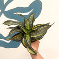 Sansevieria ‘Hahnii Spiral Star’ – Spiral Star Snake Plant - Sprouts of Bristol