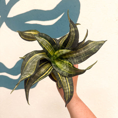 Sansevieria ‘Hahnii Spiral Star’ – Spiral Star Snake Plant - Sprouts of Bristol