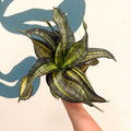 Sansevieria ‘Hahnii Spiral Star’ – Spiral Star Snake Plant - Sprouts of Bristol