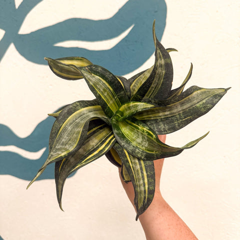 Sansevieria ‘Hahnii Spiral Star’ – Spiral Star Snake Plant - Sprouts of Bristol