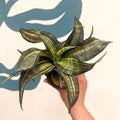 Sansevieria ‘Hahnii Spiral Star’ – Spiral Star Snake Plant - Sprouts of Bristol