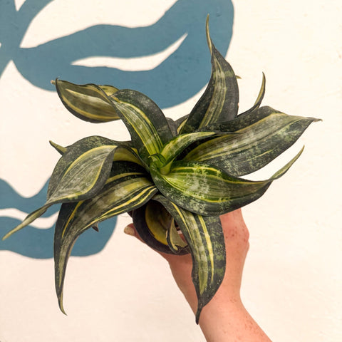 Sansevieria ‘Hahnii Spiral Star’ – Spiral Star Snake Plant - Sprouts of Bristol