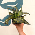 Sansevieria ‘Hahnii Spiral Star’ – Spiral Star Snake Plant - Sprouts of Bristol