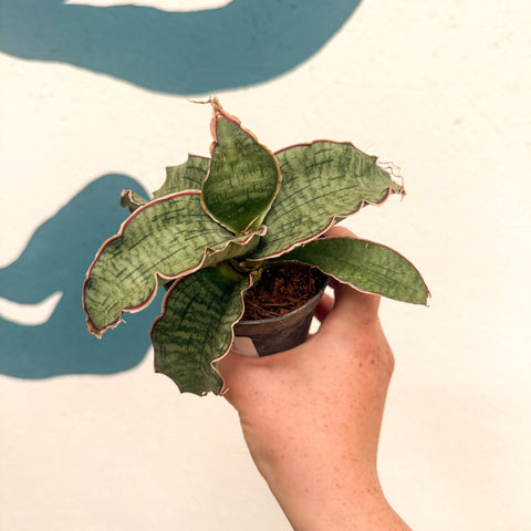 Sansevieria kirkii ‘Silver Blue’ – Silver Blue Snake Plant - Sprouts of Bristol