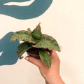 Sansevieria kirkii ‘Silver Blue’ – Silver Blue Snake Plant - Sprouts of Bristol