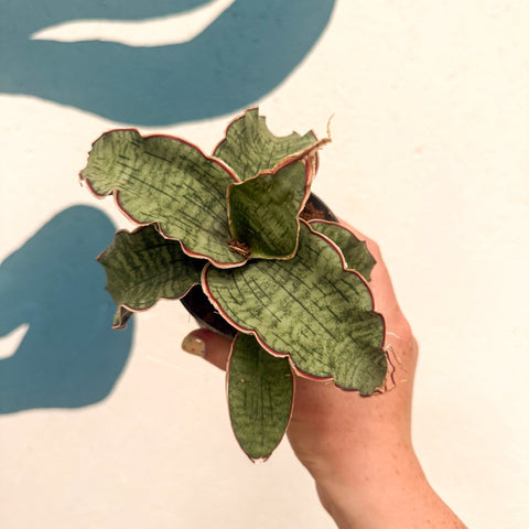 Sansevieria kirkii ‘Silver Blue’ – Silver Blue Snake Plant - Sprouts of Bristol