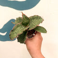 Sansevieria kirkii ‘Silver Blue’ – Silver Blue Snake Plant - Sprouts of Bristol