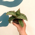 Sansevieria kirkii ‘Silver Blue’ – Silver Blue Snake Plant - Sprouts of Bristol