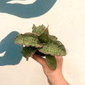 Sansevieria kirkii ‘Silver Blue’ – Silver Blue Snake Plant - Sprouts of Bristol