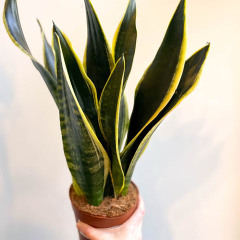 buy large snake plant uk Sansevieria laurentii