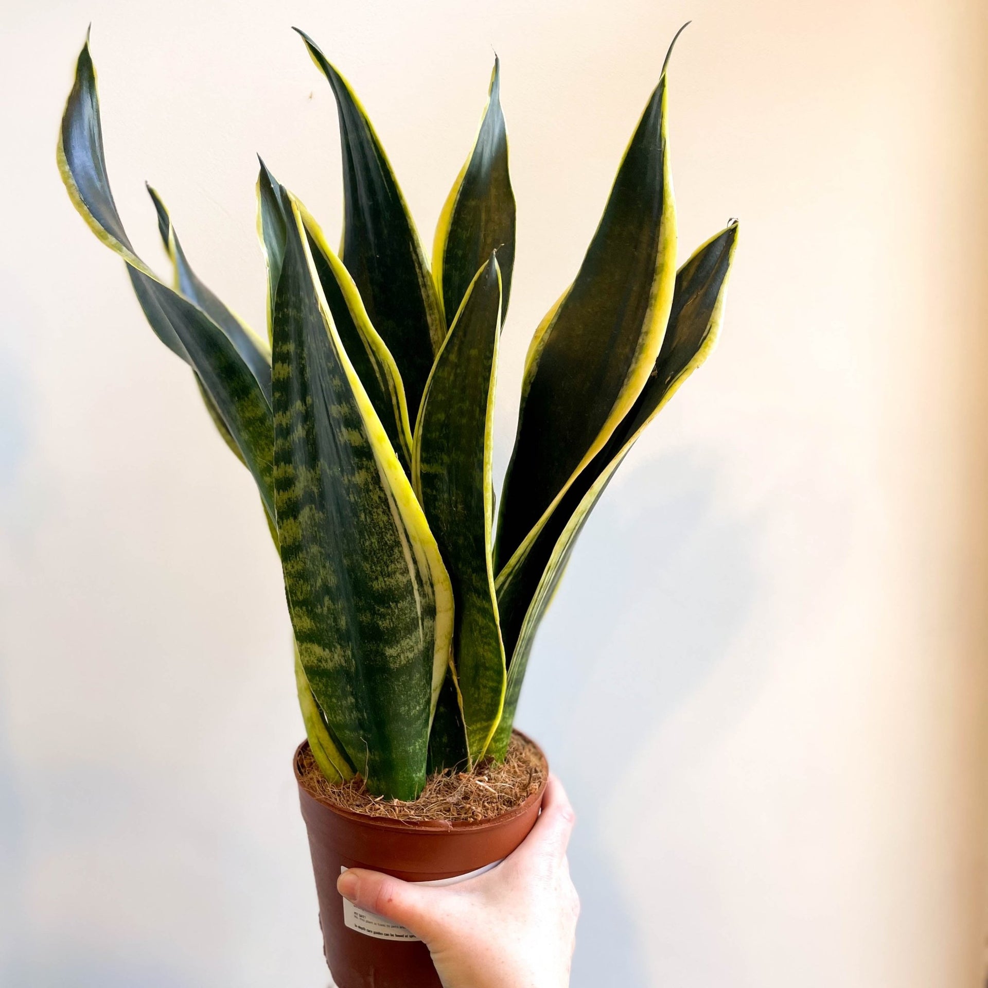 snake plant buy uk Sansevieria laurentii