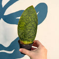 Sansevieria masoniana 'Victoria' - Whale Fin Snake Plant - Sprouts of Bristol