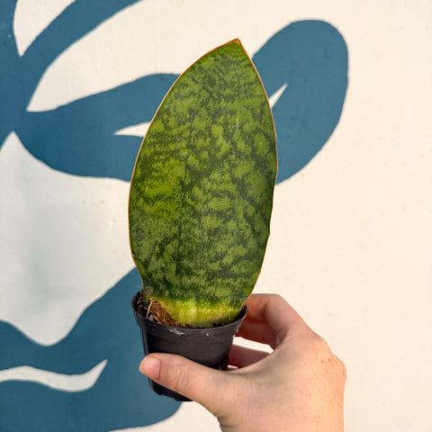 Sansevieria masoniana 'Victoria' - Whale Fin Snake Plant - Sprouts of Bristol