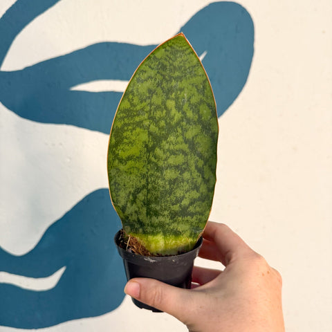 Sansevieria masoniana 'Victoria' - Whale Fin Snake Plant - Sprouts of Bristol