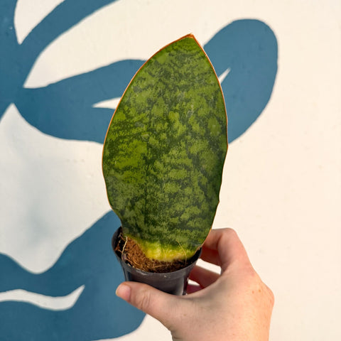 Sansevieria masoniana 'Victoria' - Whale Fin Snake Plant - Sprouts of Bristol