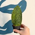 Sansevieria masoniana 'Victoria' - Whale Fin Snake Plant - Sprouts of Bristol