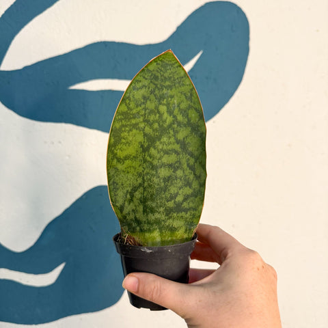 Sansevieria masoniana 'Victoria' - Whale Fin Snake Plant - Sprouts of Bristol