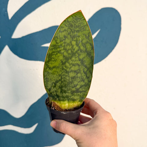 Sansevieria masoniana 'Victoria' - Whale Fin Snake Plant - Sprouts of Bristol