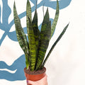 Sansevieria trifasciata 'Black Coral' - Snake Plant - Sprouts of Bristol