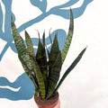 Sansevieria trifasciata 'Black Coral' - Snake Plant - Sprouts of Bristol