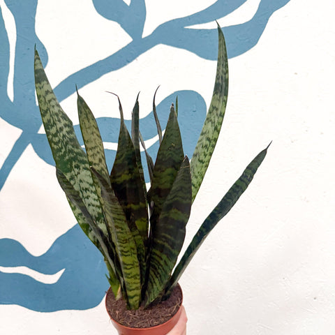 Sansevieria trifasciata 'Black Coral' - Snake Plant - Sprouts of Bristol