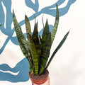 Sansevieria trifasciata 'Black Coral' - Snake Plant - Sprouts of Bristol