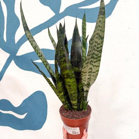 Sansevieria trifasciata 'Black Coral' - Snake Plant - Sprouts of Bristol