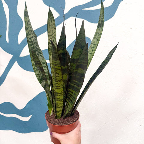 Sansevieria trifasciata 'Black Coral' - Snake Plant - Sprouts of Bristol