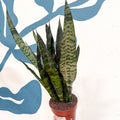 Sansevieria trifasciata 'Black Coral' - Snake Plant - Sprouts of Bristol