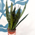 Sansevieria trifasciata 'Black Coral' - Snake Plant - Sprouts of Bristol